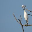 Aigrette garzette